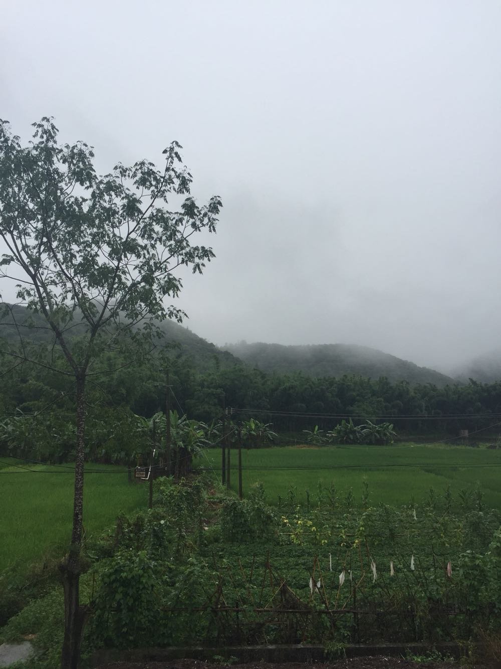 鲁霞村天气预报更新通知